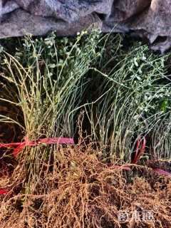 高度50厘米迎春花