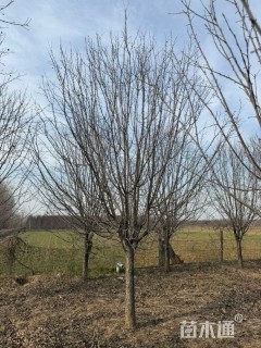 18公分绚丽海棠