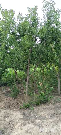 高度180厘米李子树
