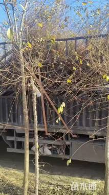 高度60厘米金叶水蜡