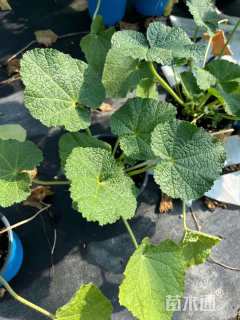 高度20厘米蜀葵