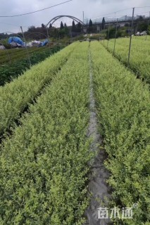 高度40厘米金姬小蜡