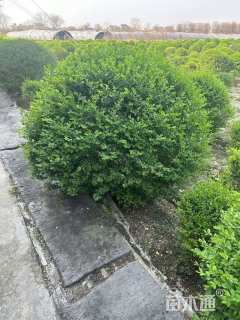 高度120厘米水蜡球