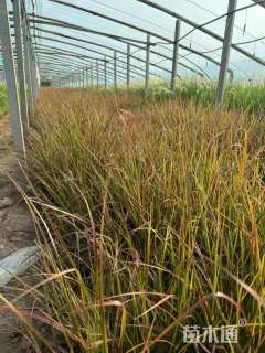 高度25厘米火焰狼尾草