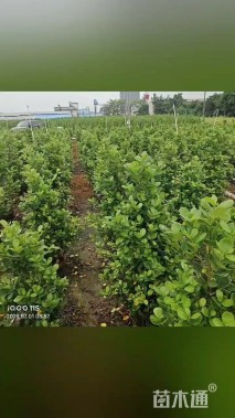 高度80厘米火山榕