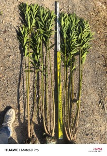 高度150厘米夹竹桃