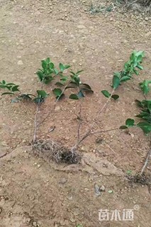 高度35厘米茶梅