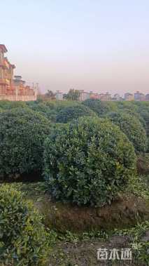 冠幅180厘米海桐球