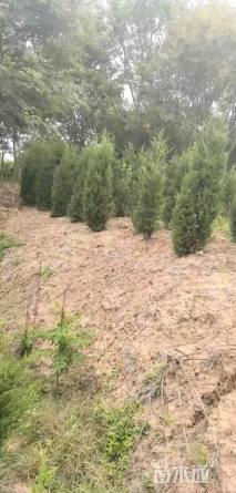 高度180厘米蜀桧