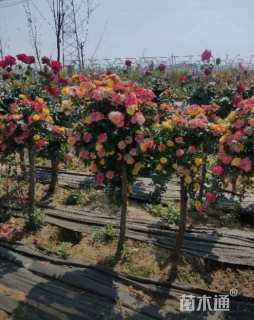 3公分嫁接树状月季