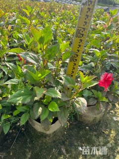 高度50厘米七彩大红花