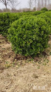 冠幅100厘米卫矛球