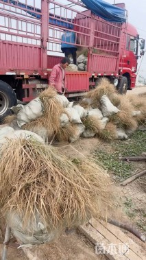 高度80厘米甘草