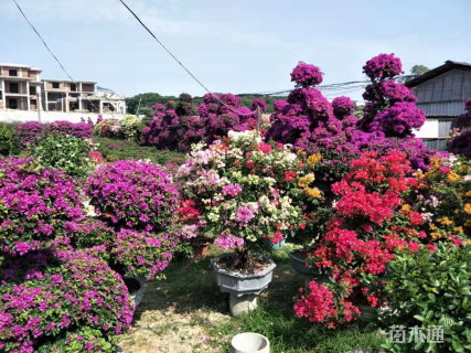 冠幅100厘米三角梅球