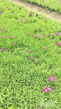 高度5厘米欧石竹