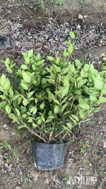 高度50厘米金森女贞