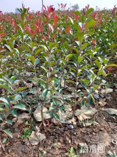 高度65厘米红叶石楠小苗