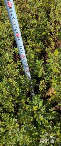 高度30厘米丰花月季小苗