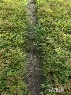 高度40厘米南天竹