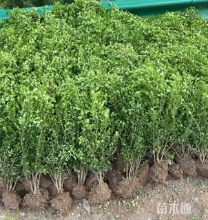 高度55厘米小叶黄杨