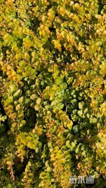 高度15厘米过路黄