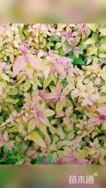 高度30厘米绣线菊