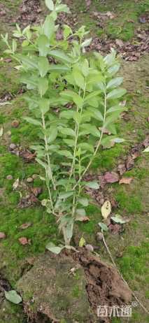 高度70厘米金叶女贞