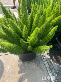 高度40厘米狐尾天门冬