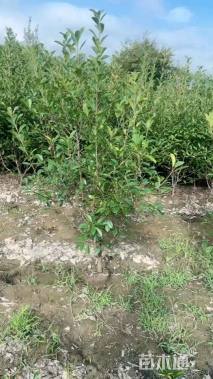 高度180厘米红叶石楠篱笆