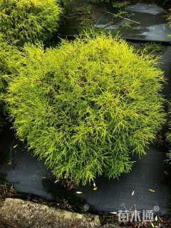 高度60厘米黄金花柏