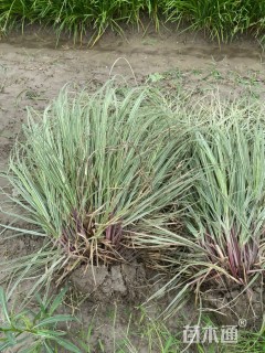 高度100厘米花叶蒲苇