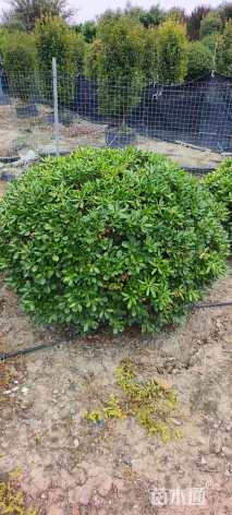 冠幅120厘米海桐球