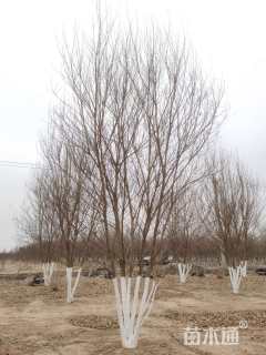 高度600厘米丛生三角枫