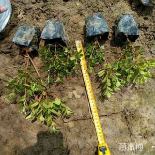 高度15厘米夏鹃