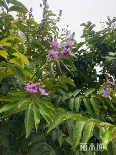 10公分大叶紫薇