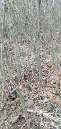 高度140厘米银杏小苗