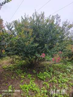 高度320厘米丛生紫薇