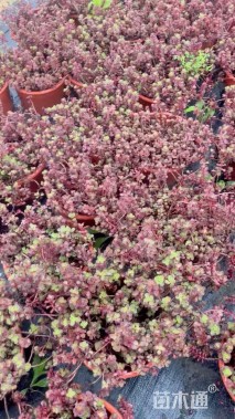 高度20厘米红景天