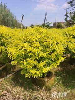 冠幅80厘米金冠女贞球