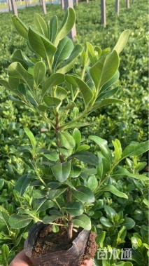 高度20厘米海桐