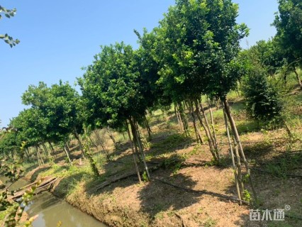 高度250厘米米兰