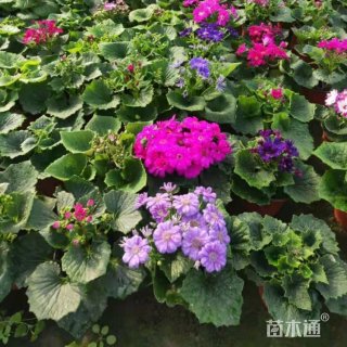 高度40厘米瓜叶菊