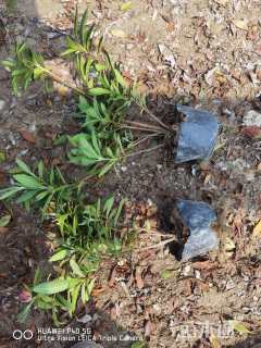 高度30厘米毛鹃