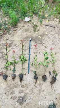 0.3公分红叶石楠