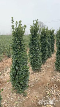 高度170厘米大叶黄杨柱