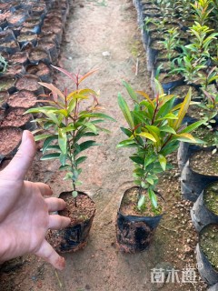 高度10厘米红车