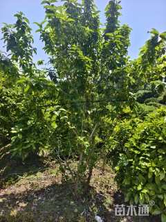 高度220厘米木绣球