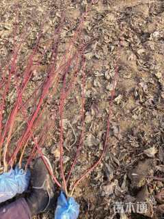 高度80厘米红瑞木