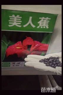美人蕉种子