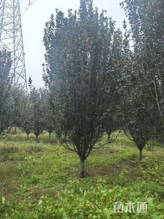 10公分西府海棠